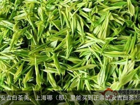 安吉白茶美，上海哪（那）里能买到正宗的安吉白茶？